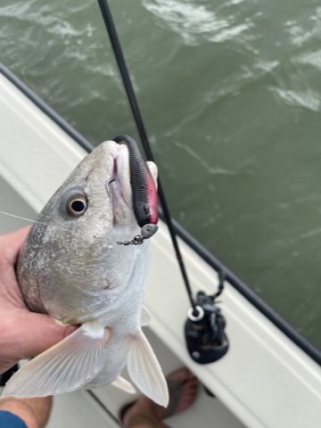 Fish held beside the boat with a Down South lure
