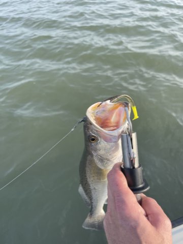 Speckled trout on the lip gripper with a Down South lure