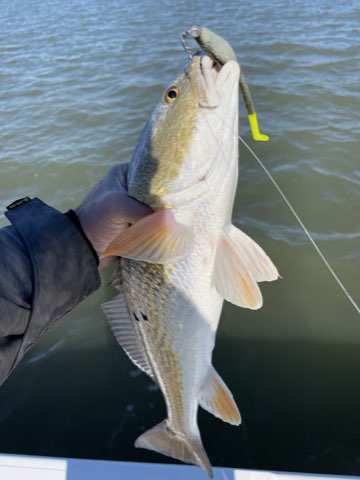 Redfish hooked on a Down South lure beside the boat