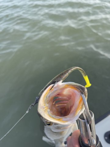 Speckled trout on a Down South lure, mouth wide open