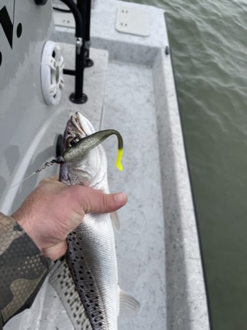 Speckled trout with a Down South lure on the deck