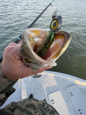 Big-mouthed trout with a Down South lure