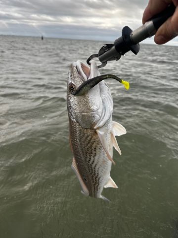 Speckled trout on the gripper with a Down South lure