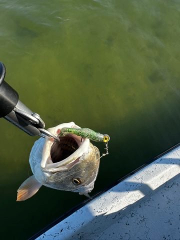 Trout on the gripper with a green Down South lure