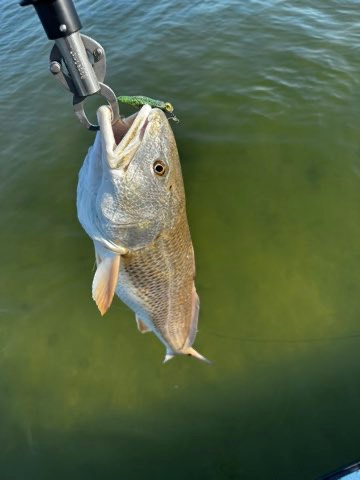 Redfish on the gripper with a Down South lure