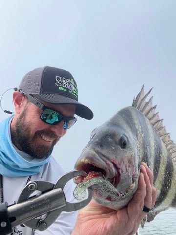 Sheepshead on the gripper with a Down South lure