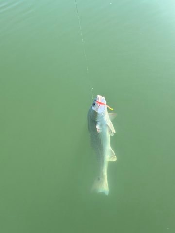 Fish coming up to the boat on a Down South lure