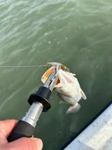 Fish on the gripper with a Down South lure
