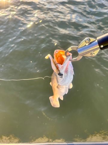 Redfish on the gripper with a Down South lure
