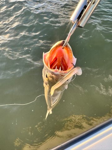 Speckled trout on the gripper with a Down South lure