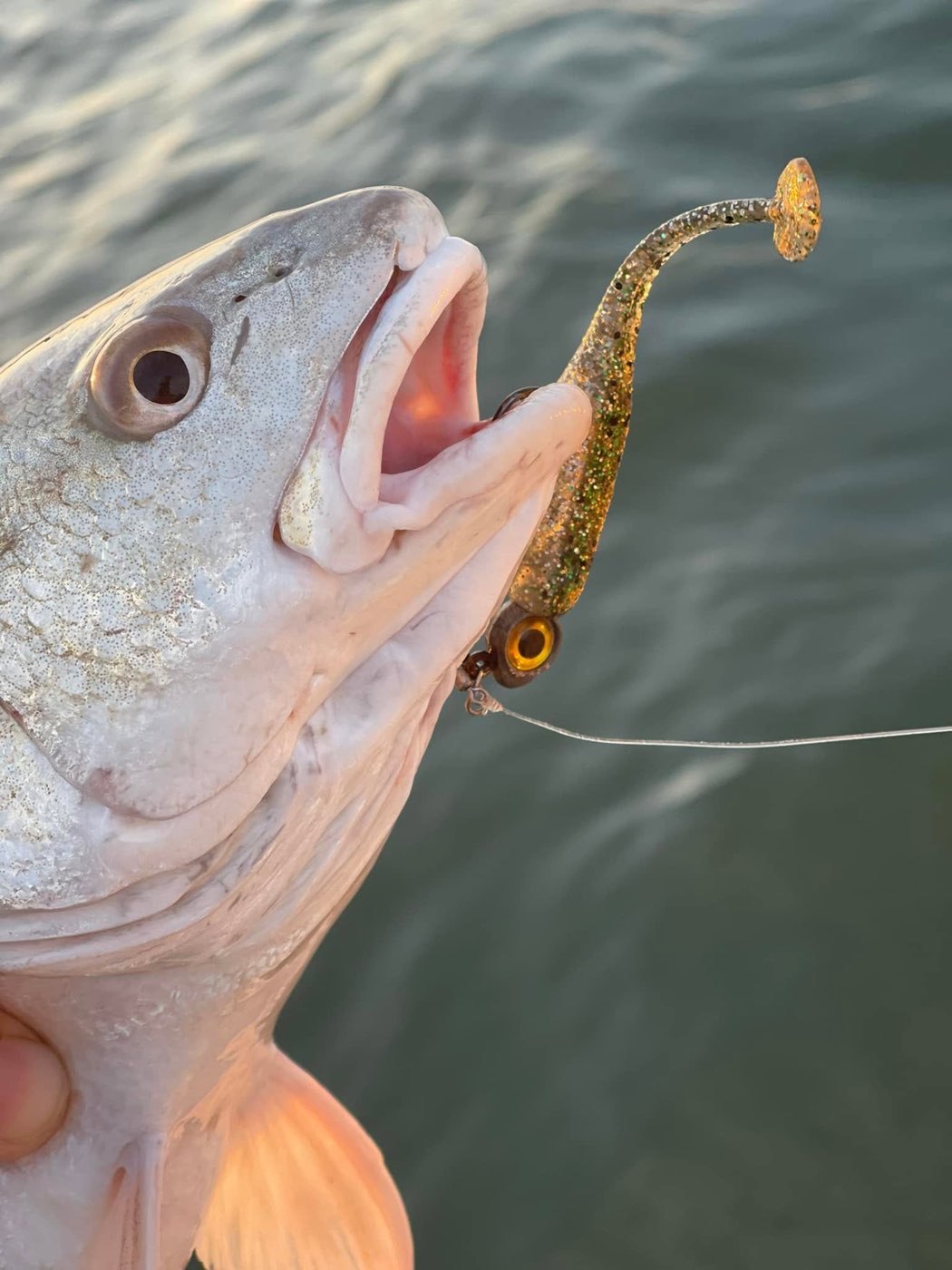 Speckled trout with a Down South soft plastic in its mouth