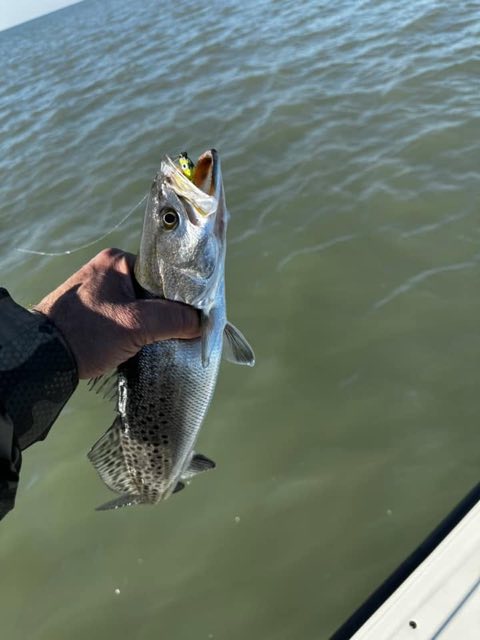 Speckled trout held at the side of the boat