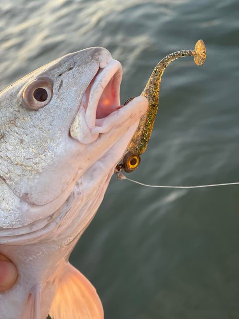 Close-up of a speckled trout with a soft plastic in its mouth
