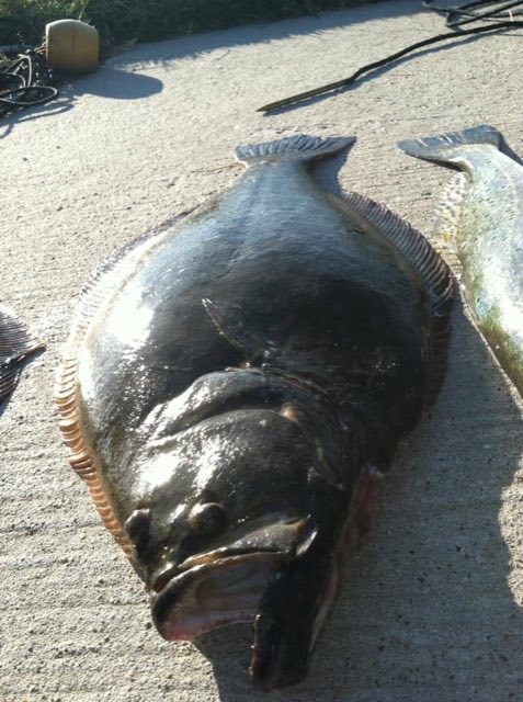 Close-up of a big flounder