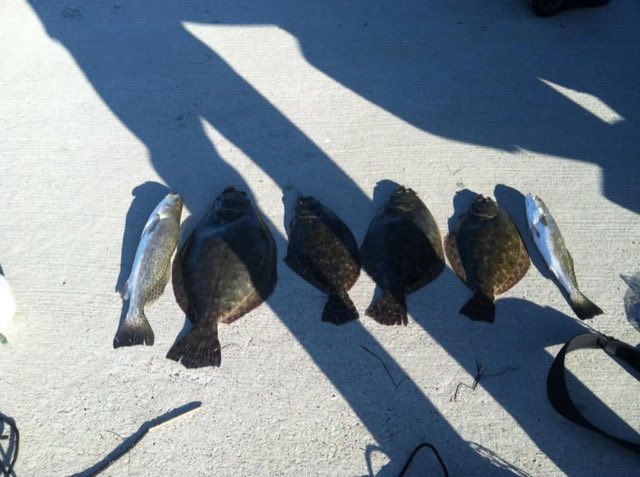 A row of flounder and trout casting long shadows