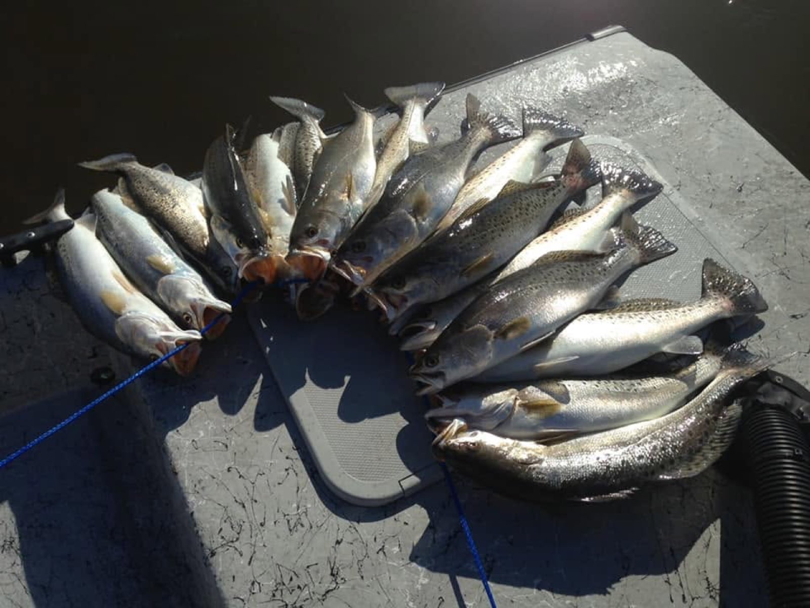 A fan of trout laid out on the deck