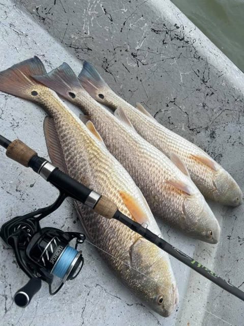 Three redfish laid out next to a rod and reel