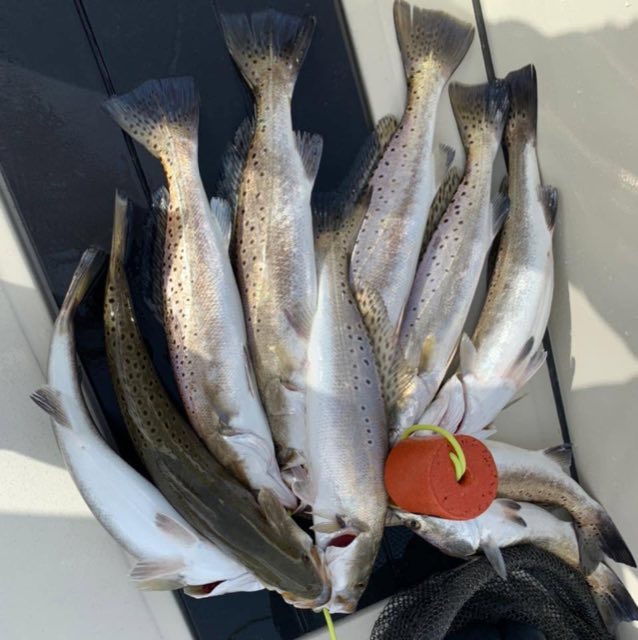 A full stringer of speckled trout