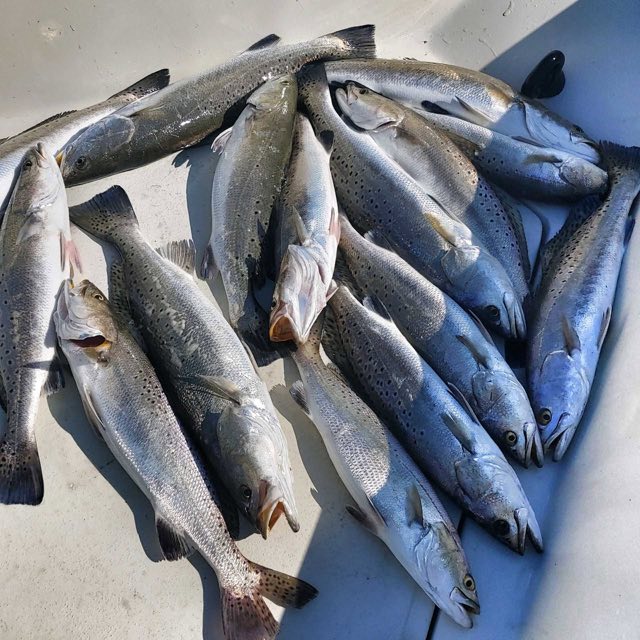 A deck covered in speckled trout