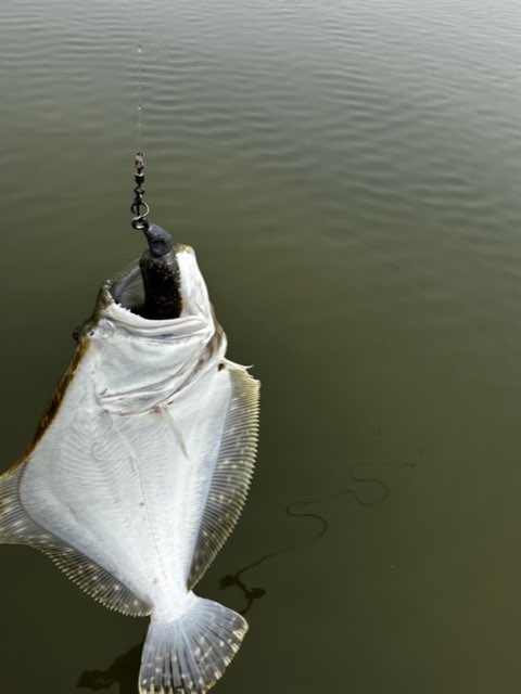 Flounder hanging from the line