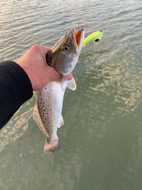 Speckled trout with a chartreuse soft plastic