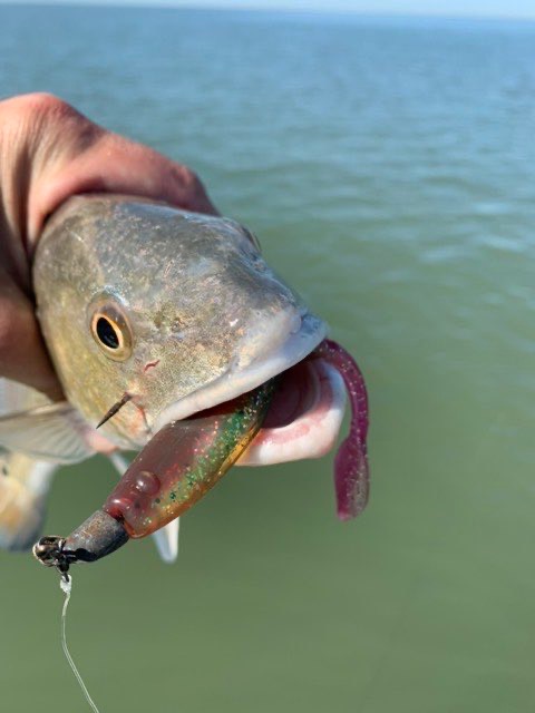 Close-up of a redfish with a soft plastic in its mouth