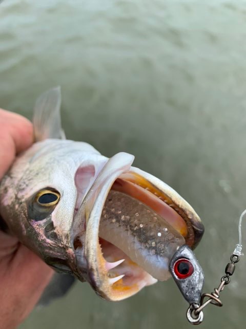 Close-up of a speckled trout with a lure in its mouth