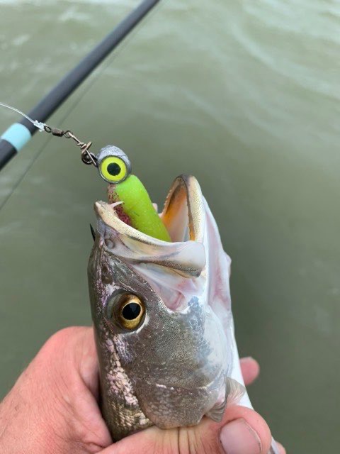Close-up of a speckled trout with a chartreuse soft plastic