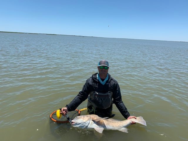 Wading angler with redfish on the stringer