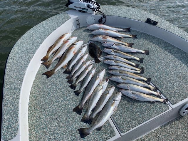 A fan of speckled trout on the deck