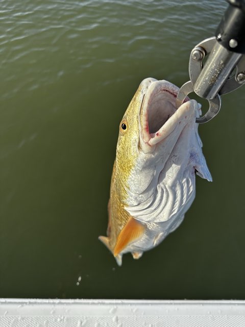 Redfish on the lip gripper