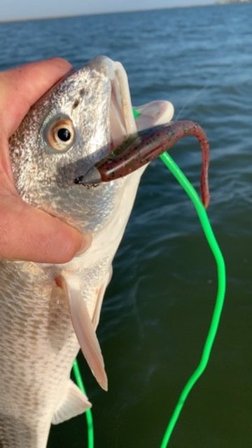 Speckled trout held up beside the boat