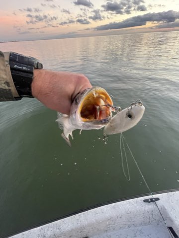 Trout on a topwater at sunrise