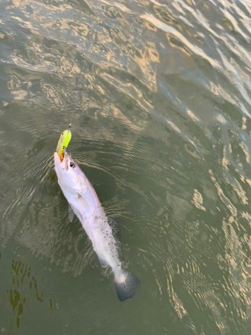 Speckled trout on a topwater coming to the boat