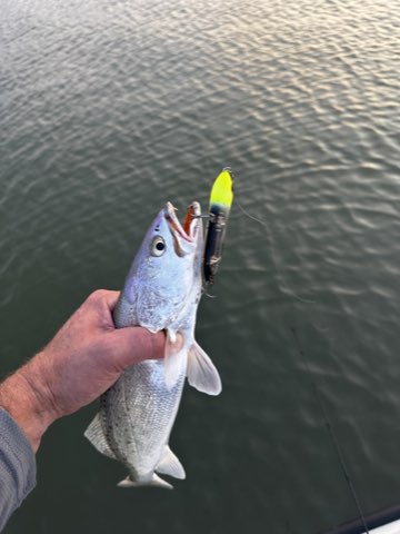 Speckled trout on a chartreuse topwater