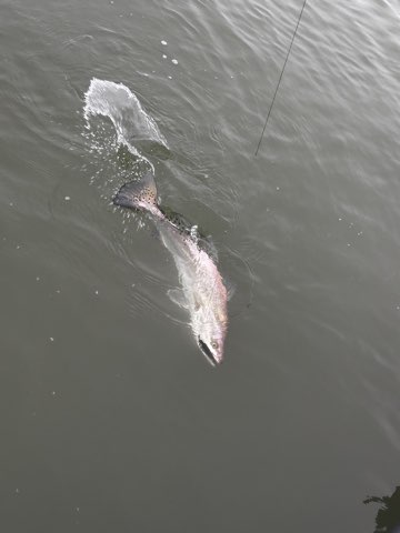 Fish blowing up on a topwater