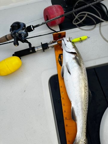 Speckled trout and a topwater on the deck