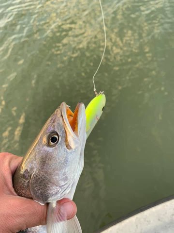 Speckled trout on a chartreuse topwater